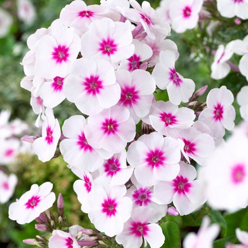 Phlox paniculata Swizzle Blue