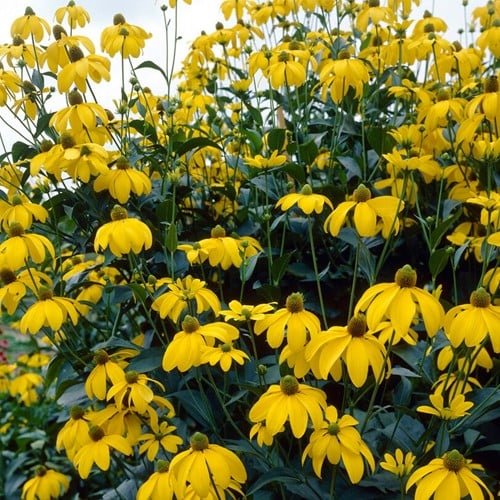 Rudbeckien Herbstsonne - Rudbeckia nitida (Sechserpack)