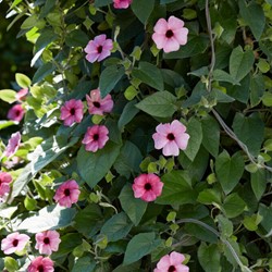 Schwarzaügige Susanne Rosa – Thunbergia alata