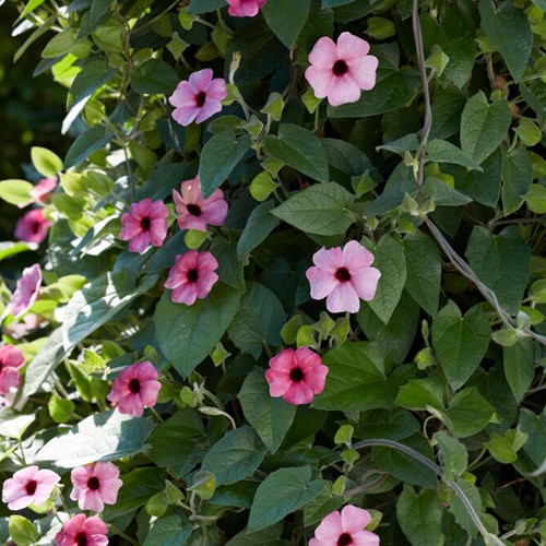 Schwarzaügige Susanne Rosa – Thunbergia alata