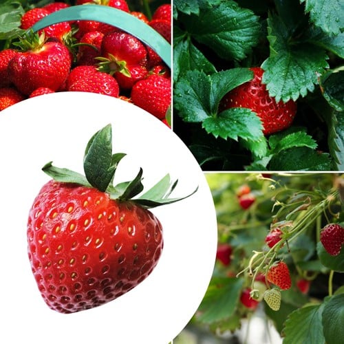 20x Erdbeerpflanzen Korona - Fragaria