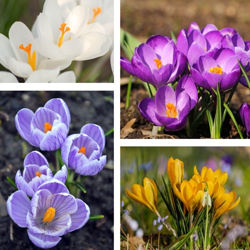 Krokus Tommasinianus Botanisch Mischung