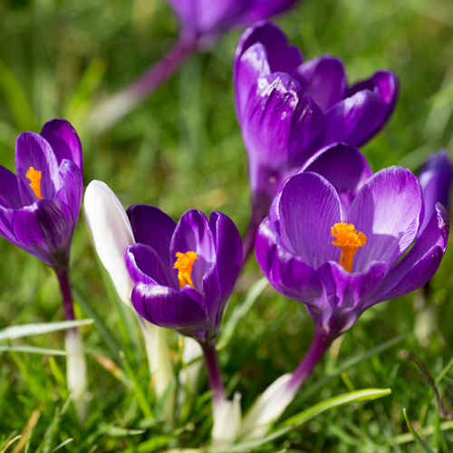 Krokus Flower Record - Crocus vernus