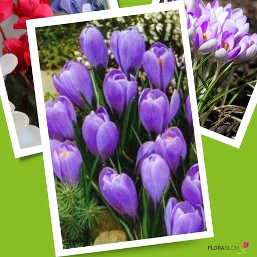 Krokus Grand Maitre