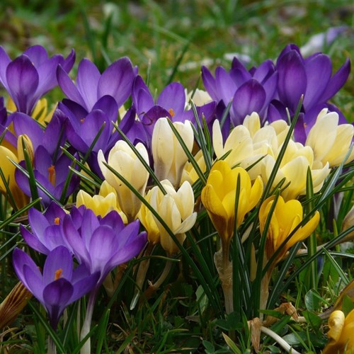 Krokus Großblütig Mischung - Crocus (XL-Packung)-2