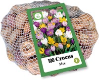 Krokus Großblütig Mischung - Crocus (XL-Packung)