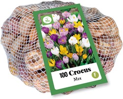 Krokus Großblütig Mischung - Crocus (XL-Packung)