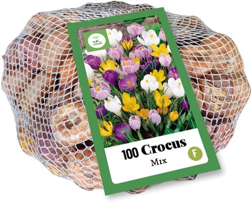 Krokus Großblütig Mischung - Crocus (XL-Packung)