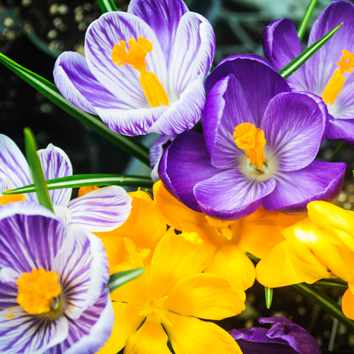 Krokus Großblütig Mischung - Crocus (Großpackung)