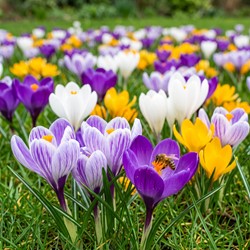 Krokus Grootbloemig Mix - Crocus (XL-verpakking)