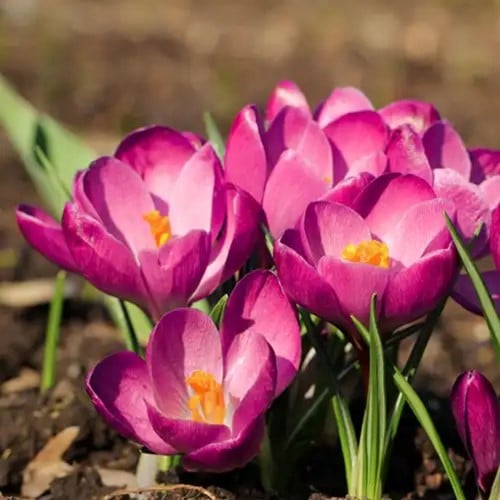 Krokus Tommasinianus Roseus - Crocus