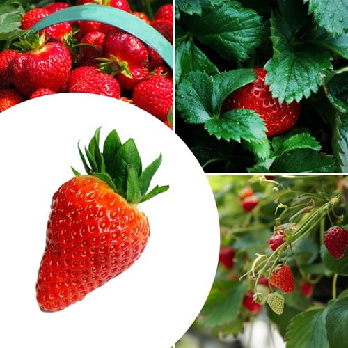 20x Erdbeerpflanzen Lambada - Fragaria
