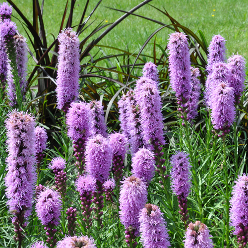 Liatris Spicata - Prachtscharte