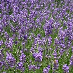 Lavendel Munstead - Lavandula Angustifolia (Sechserpack)