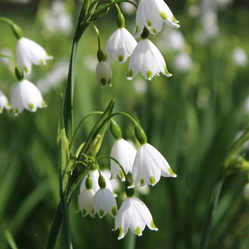 Leucojum Gravity Giant
