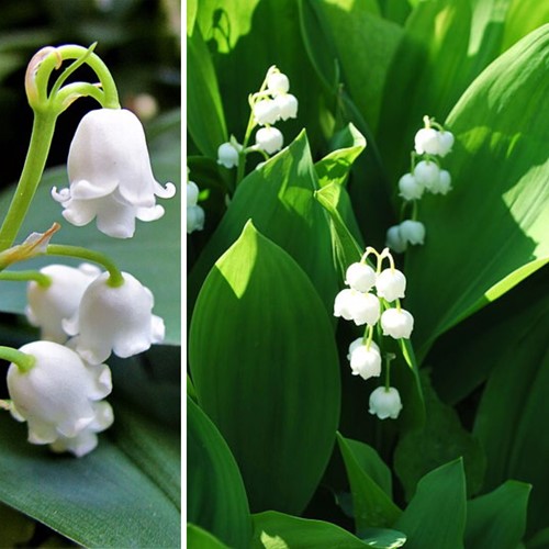 Convallaria Majalis - Maiglöckchen