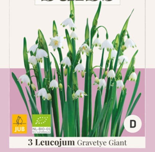 Leucojum Gravetye Giant - Bio Flower Bulbs