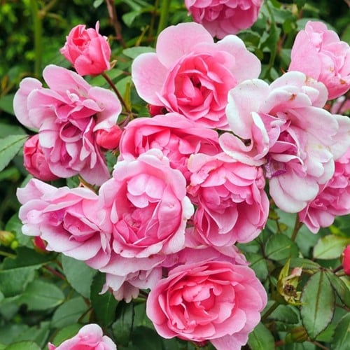 Rose Li Parfum - Rosa Stark Duftend 