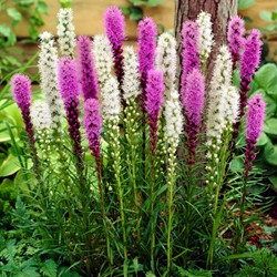 Liatris blue & white mix - Prachtscharte 100% BIO