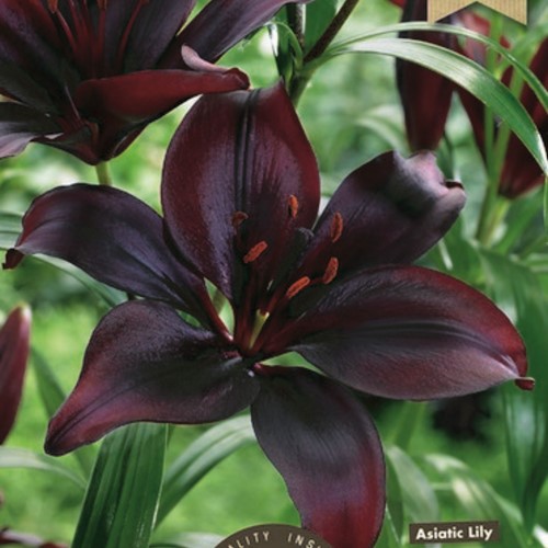 Lilium Asiaticus Schwarz