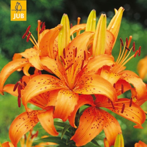 Lilium Asiaticus Orange - Asiatische Lilie