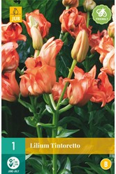 Lilium Tintoretto – Lilien