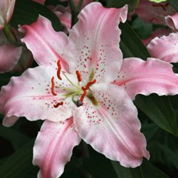 Lilium Virtuoso - Lilien