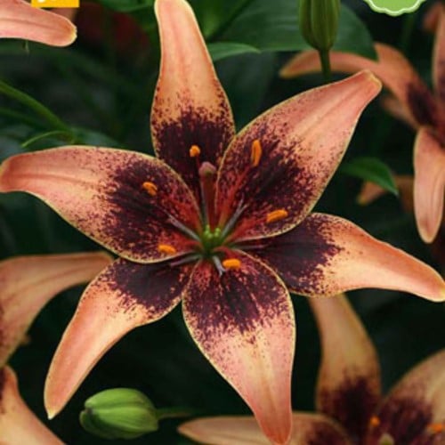 Lilium Whistler - Lilien