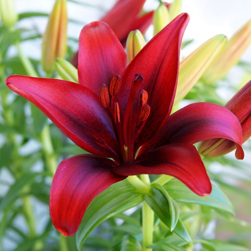 Lilium Red County - Asiatische Lilie Rot