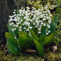 Convallaria Weiß - Maiglöckchen