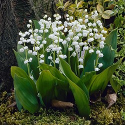 Convallaria Weiß - Maiglöckchen