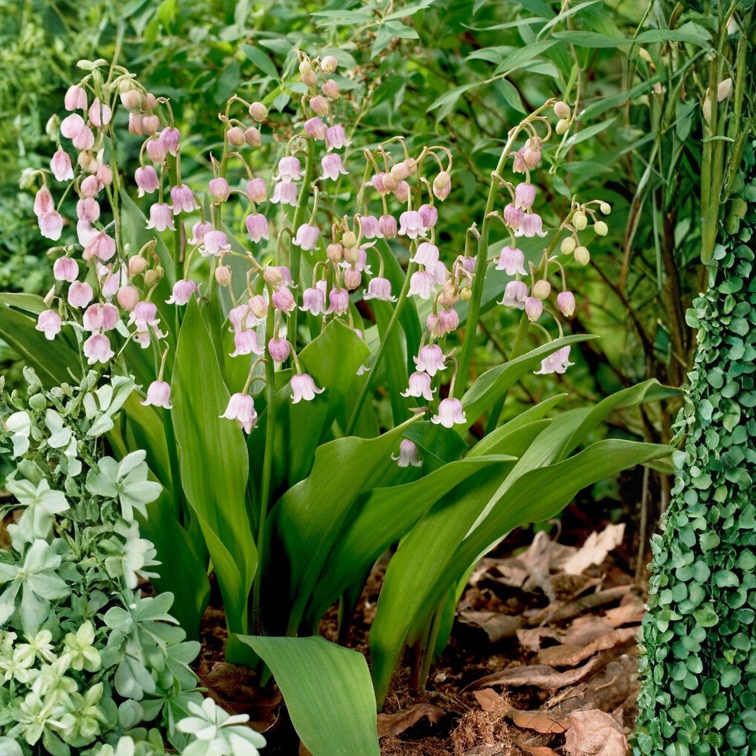 beileid blumen Edition Seidel Premium Trauerkarte mit Umschlag. Beileidskarte Trauer Variante:9
