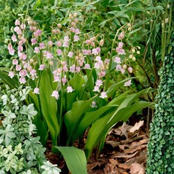 Convallaria Majalis Rosea - Maiglöckchen 100% BIO