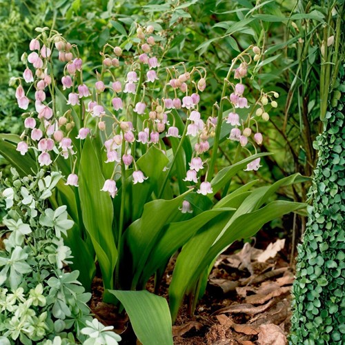 Convallaria Majalis Rosea - Lelietje van Dalen 100% BIO