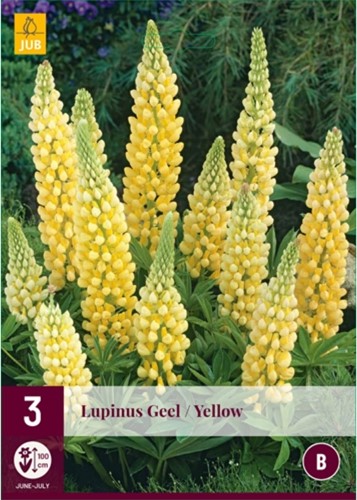 Lupinus Gelb - Lupine