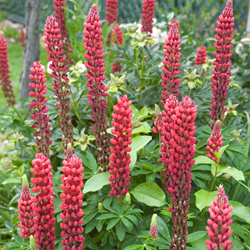 Gartenlupine Rot - Lupinus