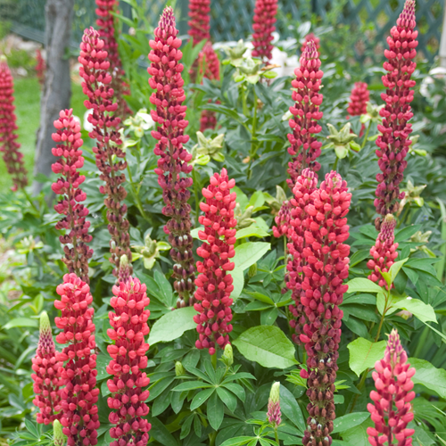 Gartenlupine Rot - Lupinus
