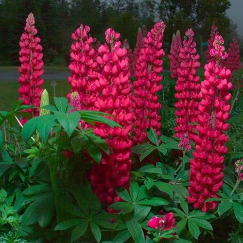 Lupine rot - Lupinus Gallery Red