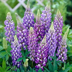 Gartenlupine Blau - Lupinus