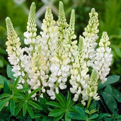 Gartenlupine Weiß