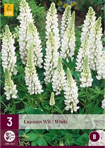 Gartenlupine Weiß
