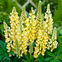 Lupinus Gelb - Lupine