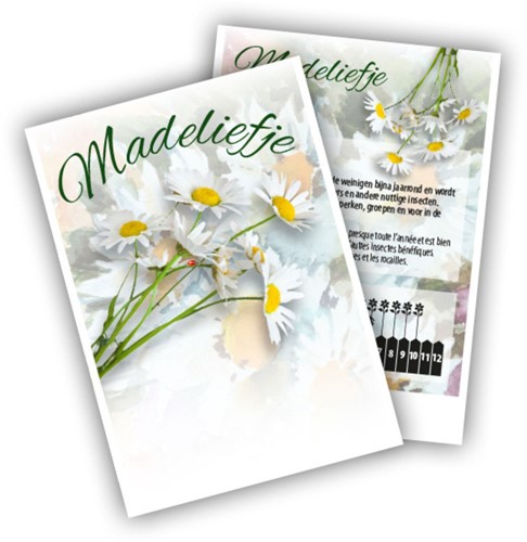 Gänseblümchen - Bellis perennis