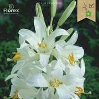 Lilium Candidum MadonnenLilie kaufen? Schnelle Lieferung und