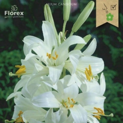 Lilium Candidum – Madonnen-Lilie