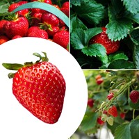 20x Erdbeerpflanzen Mara des Bois - Fragaria