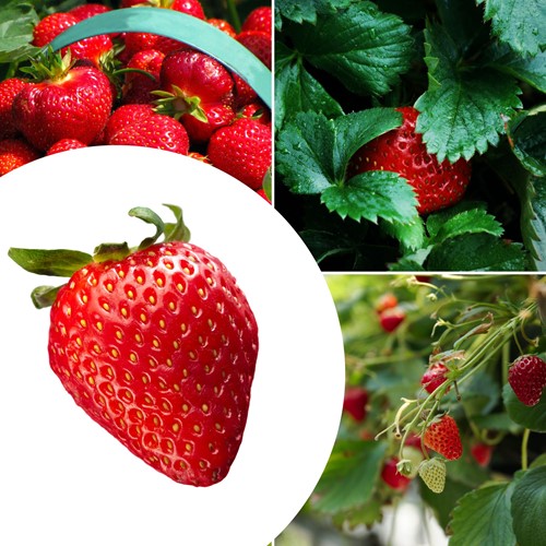20x Erdbeerpflanzen Mara des Bois - Fragaria
