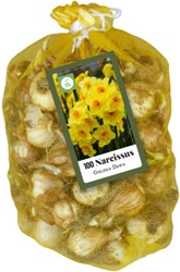 Mehrblütige Narzissen Golden Dawn (XL-Packung)