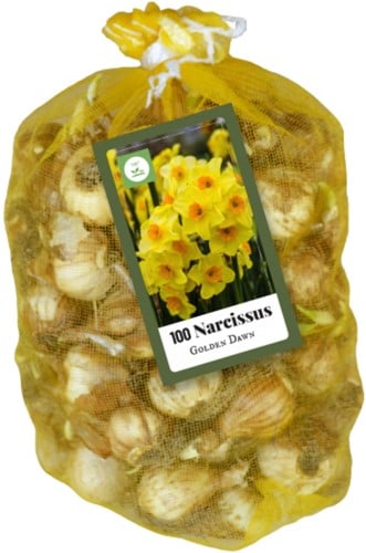 Mehrblütige Narzissen Golden Dawn (XL-Packung)
