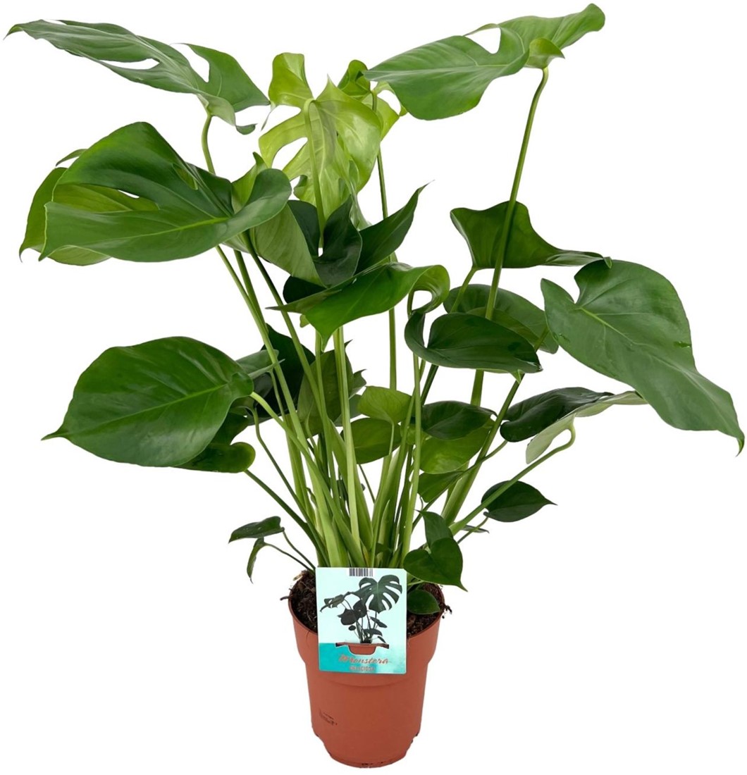 mini monstera kaufen Monstera minima kaufen